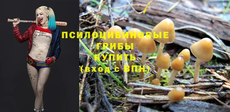 купить наркоту  Алушта  даркнет телеграм  Псилоцибиновые грибы Psilocybine cubensis 